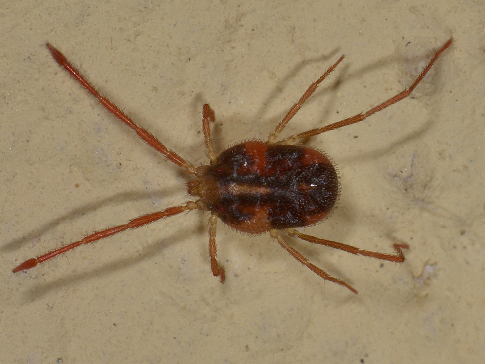 Erythraeidae?